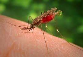 Anopheles mosquitos can carry malaria