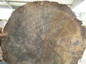 Tree rings visible in a very old Kauri pine