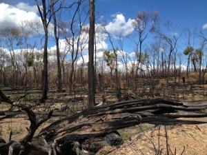 Burnt out country Etheridge Shire FNQ - fires late in 2012 caused major damage - pic by Charlie McKillop