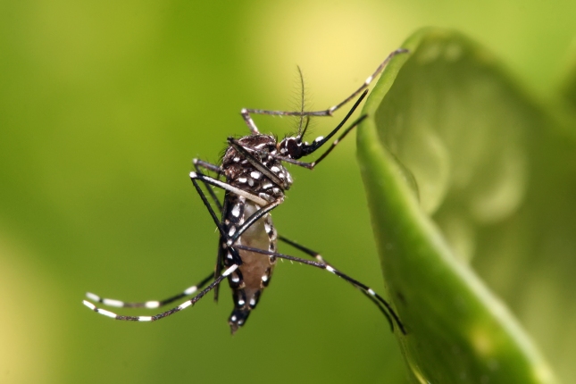 AEDES AEGYPTI MOSQUITO - CARRIES DENGUE FEVER IN FAR NORTH QUEENSLAND