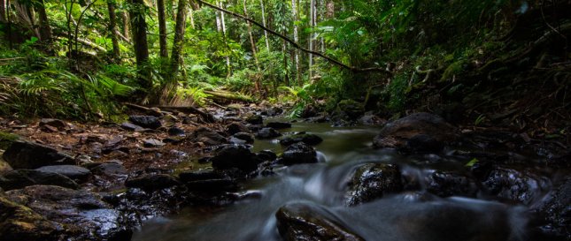 DAINTREE - THE WORLD'S OLDEST RAINFOREST (pic courtesy Daintree Discovery Centre